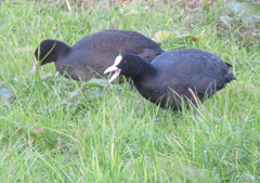 Fulica atra