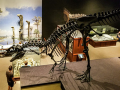 Allosaurus