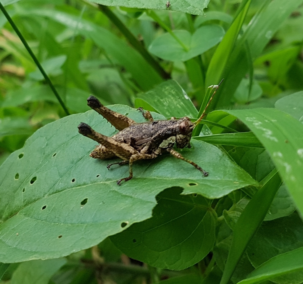 Rhachicreagra himantocerca