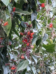 Thunbergia coccinea