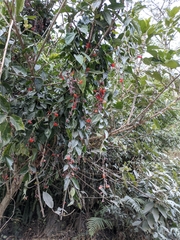 Thunbergia coccinea
