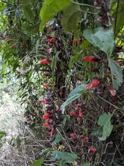 Thunbergia coccinea