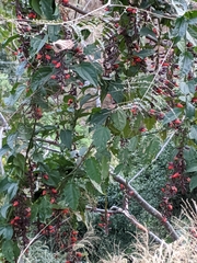 Thunbergia coccinea