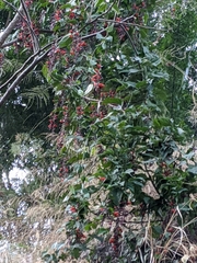 Thunbergia coccinea