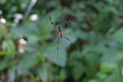 Nephila pilipes