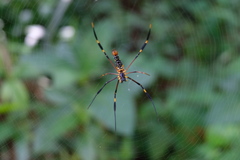 Nephila pilipes
