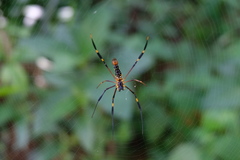 Nephila pilipes