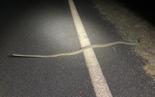 Australian Scrub Python sighting
