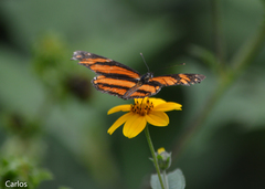 Eresia phillyra phillyra