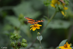 Eresia phillyra phillyra