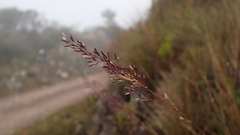 Agrostis mertensii