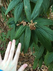 Viburnum rhytidophyllum