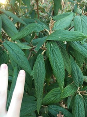 Viburnum rhytidophyllum