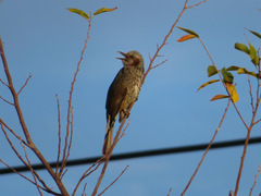 Hypsipetes amaurotis