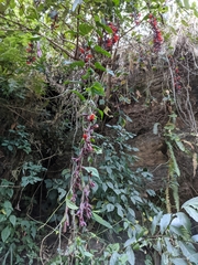 Thunbergia coccinea
