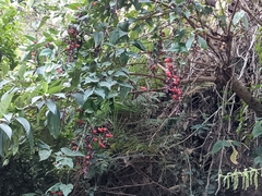 Thunbergia coccinea