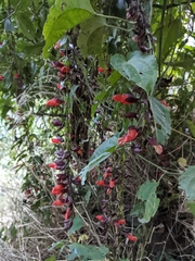 Thunbergia coccinea