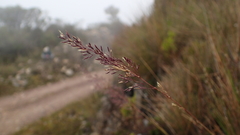 Agrostis mertensii