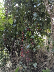 Thunbergia coccinea