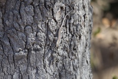 Cryptoblepharus virgatus