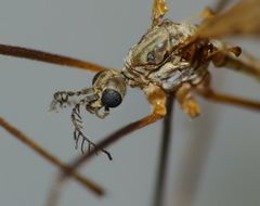 Gynoplistia bituberculata