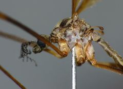 Gynoplistia bituberculata