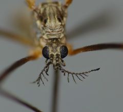 Gynoplistia bituberculata