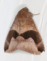 Bastilla solomonensis