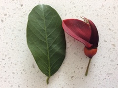 Erythrina crista-galli