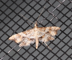 Palaeodes samealis