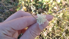 Scabiosa ochroleuca