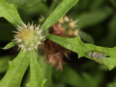 Acanthiophilus helianthi