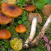 Cortinarius septentrionalis - Photo (c) Federico Calledda, some rights reserved (CC BY-NC), uploaded by Federico Calledda