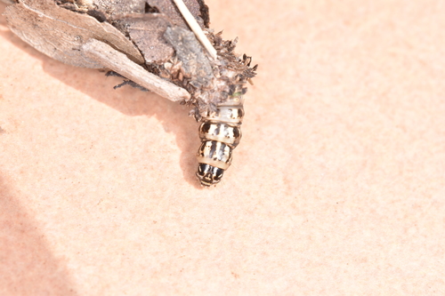 Canephora hirsuta