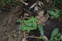 Lamium album