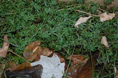 Galium mollugo