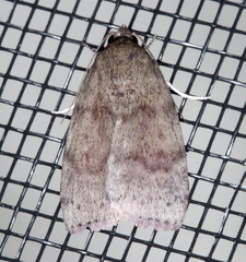 Austrocarea iocephala