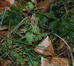 Artemisia vulgaris