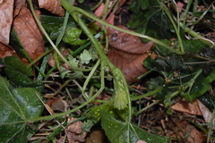 Malva pusilla