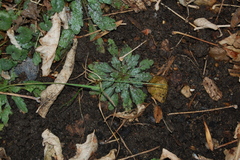 Erigeron canadensis