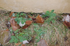 Chelidonium majus
