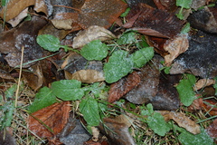 Lapsana communis