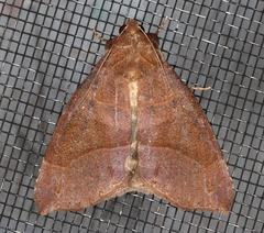 Bastilla hamatilis