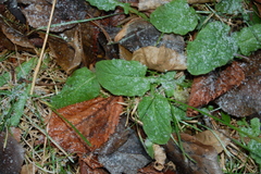 Lapsana communis