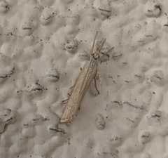 Mecyna mustelinalis