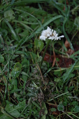 Leucanthemum vulgare