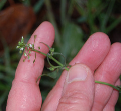 Capsella bursa-pastoris