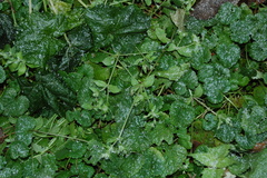 Stellaria media
