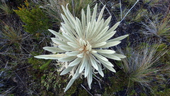 Espeletia congestiflora