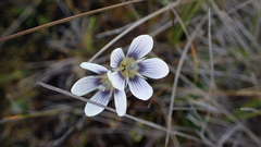 Gentianella corymbosa